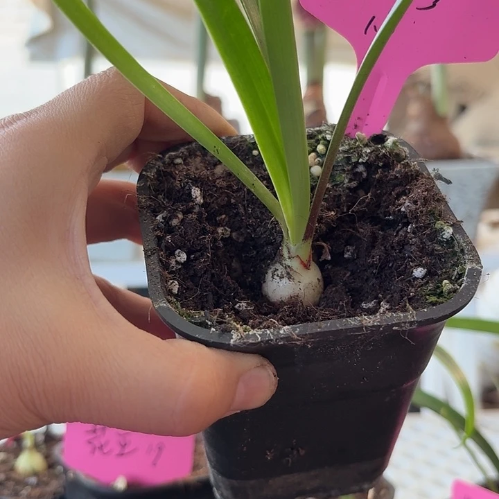 无花朵奶油2直径1.8