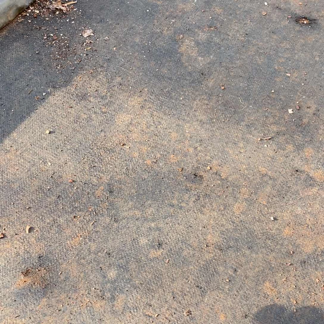 S***o杂交精品多肉老桩