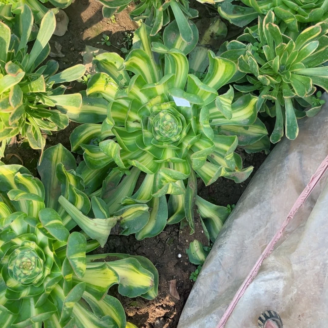 君*336暴君多肉植物