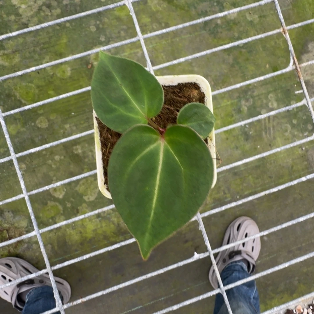 不开花植物Kos 籽播