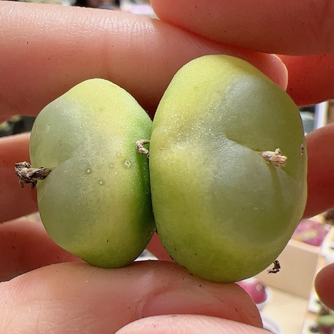 【闪购商品】187 双头拉登