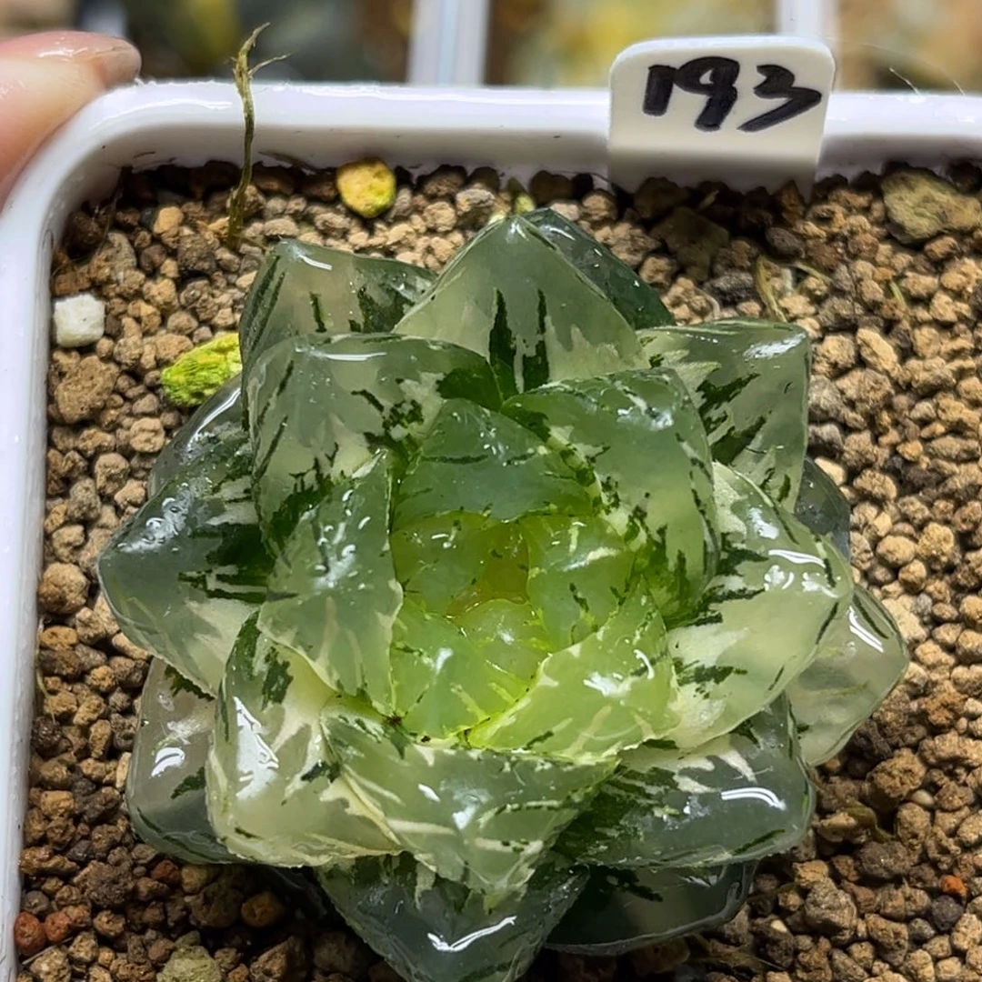 193巨大化龙鳞玉露锦福利专场