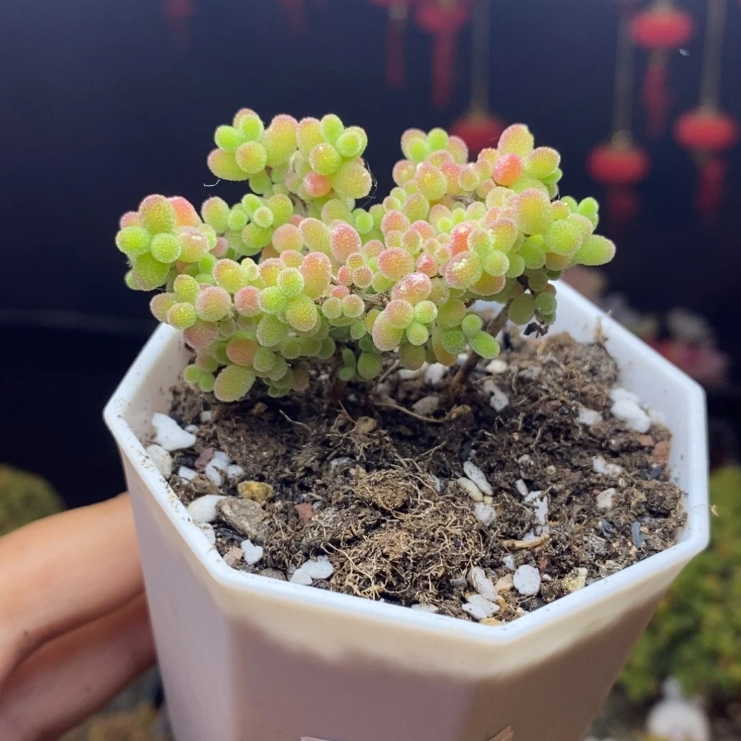 无花朵101号蜜橘糖球（直杆）