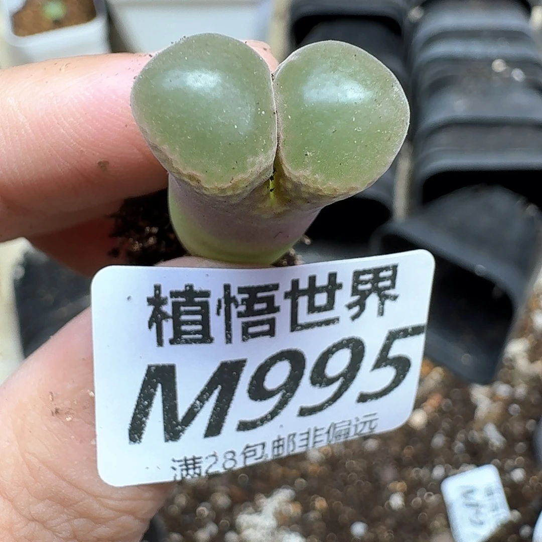 多肉植物的润泽无法