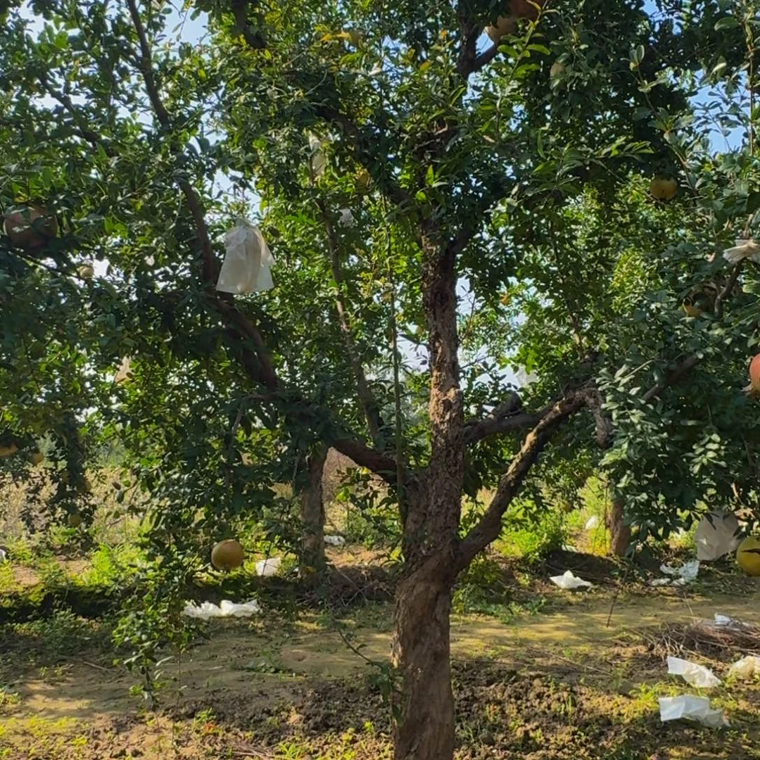 完全开放突尼斯软籽