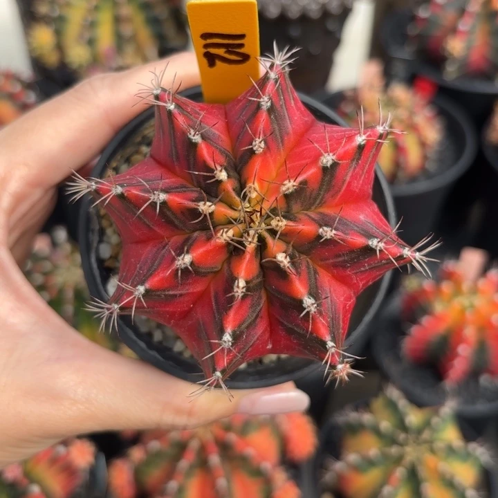 泰国米哈R112-0103