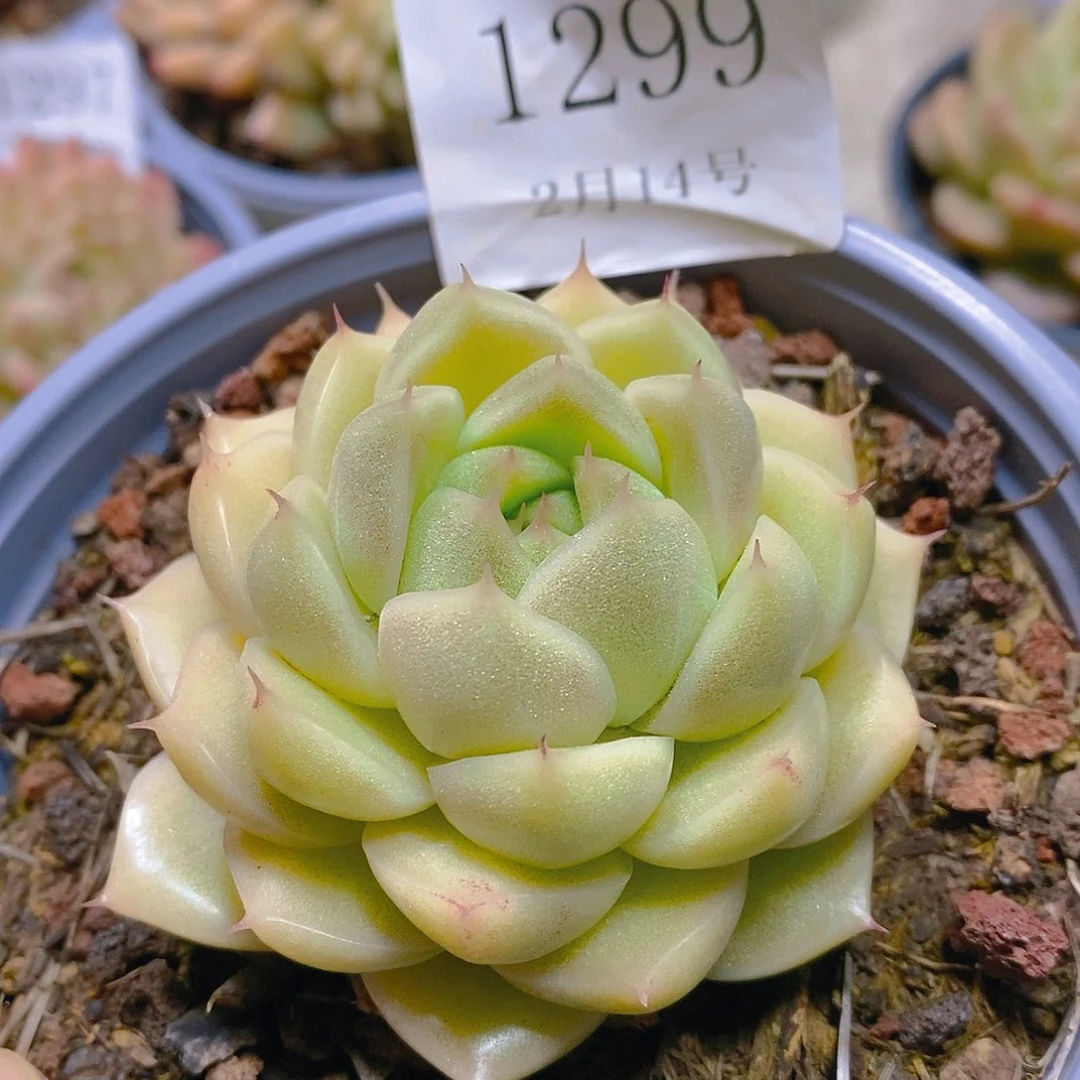 【闪购商品】云1299