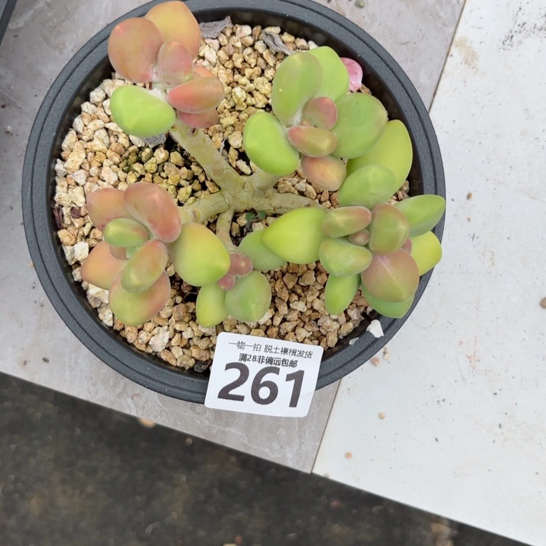 芒果kk奶无盆土发货