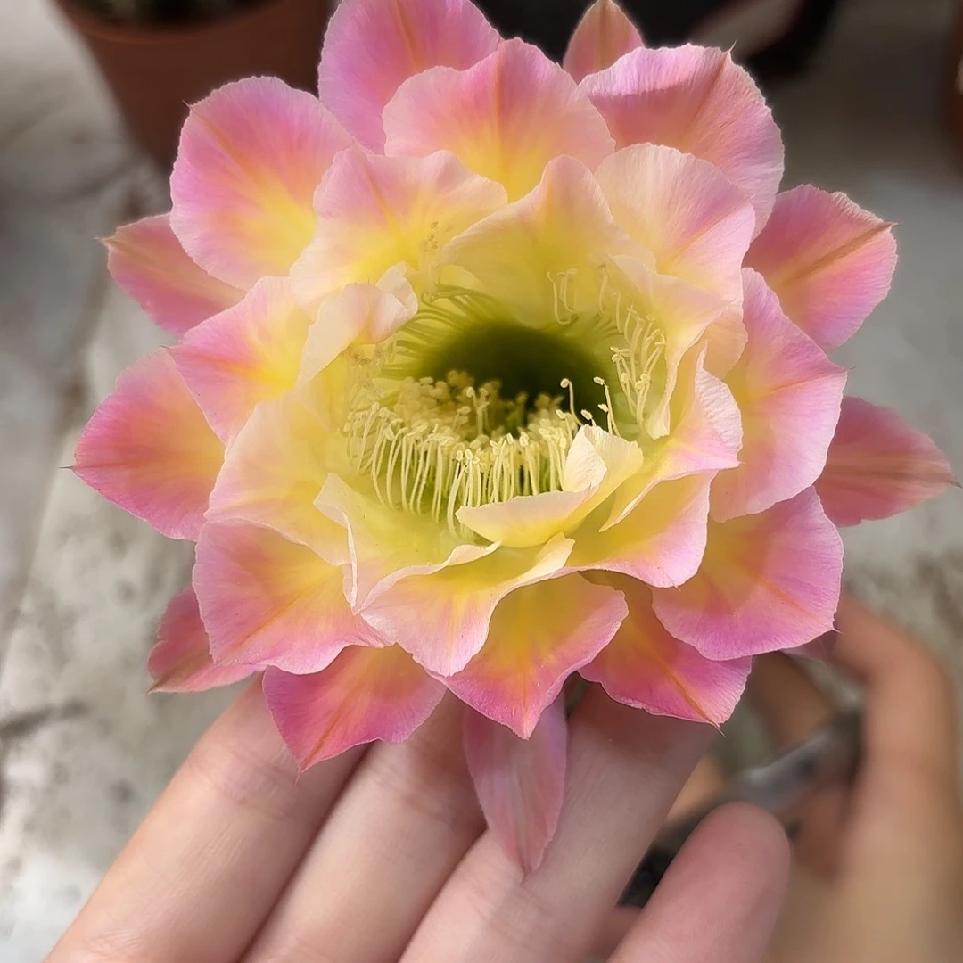 彩草黄金屋7.5公分左右