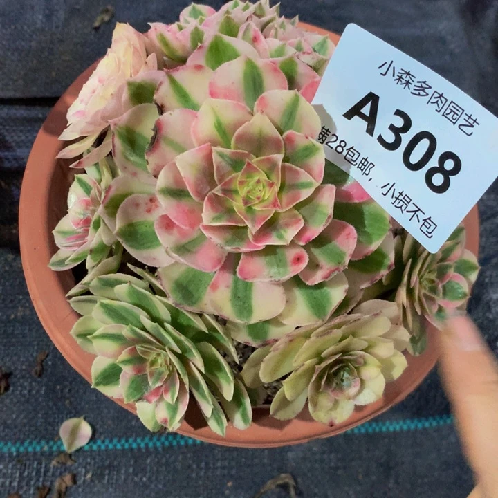 @*辉308荔枝不包生死