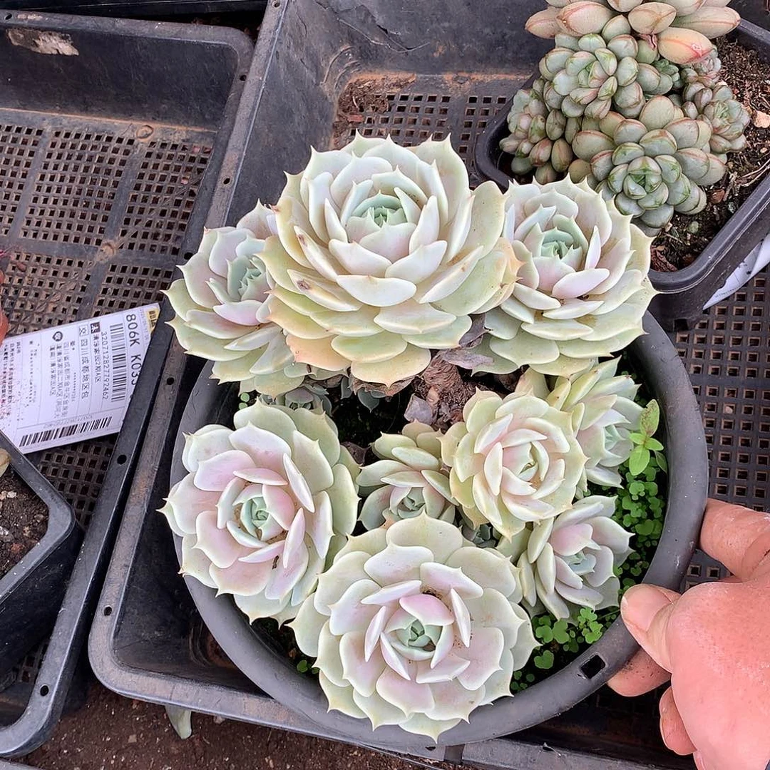 露娜莲20 量拍多肉植物