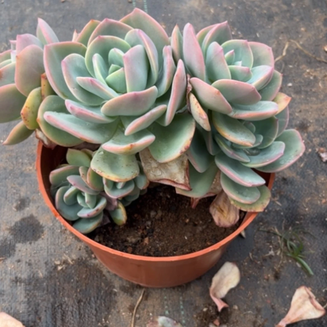 【闪购商品】9*睡白凤