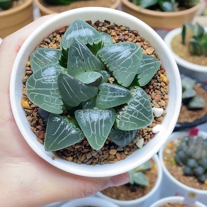 8   粉色甜心十二卷多肉