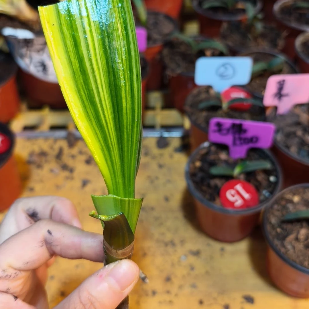 阿***特无花朵君子兰直播带货