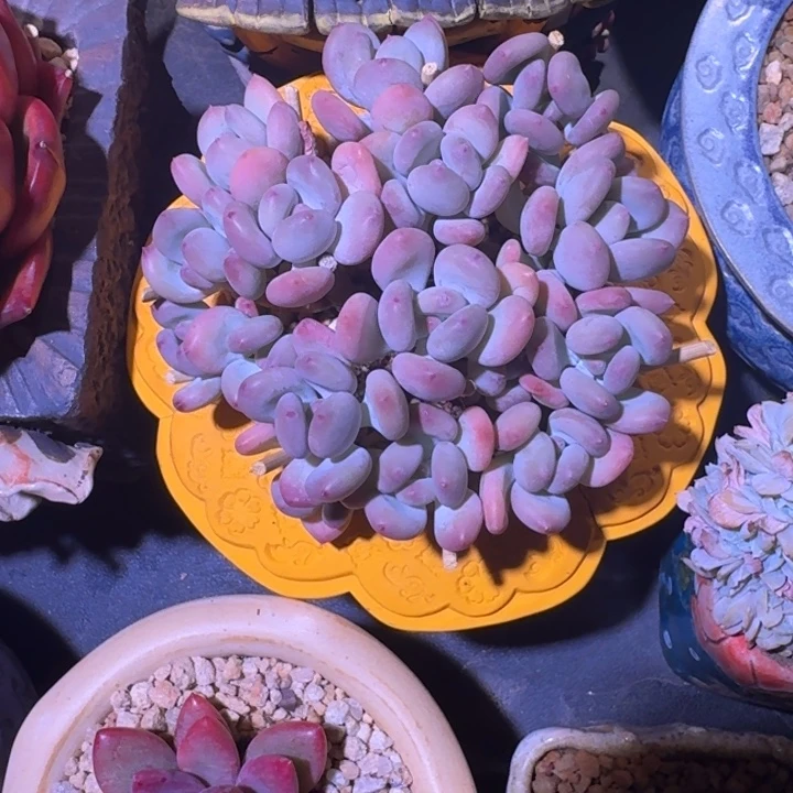 三日月美人 散群 一物一拍