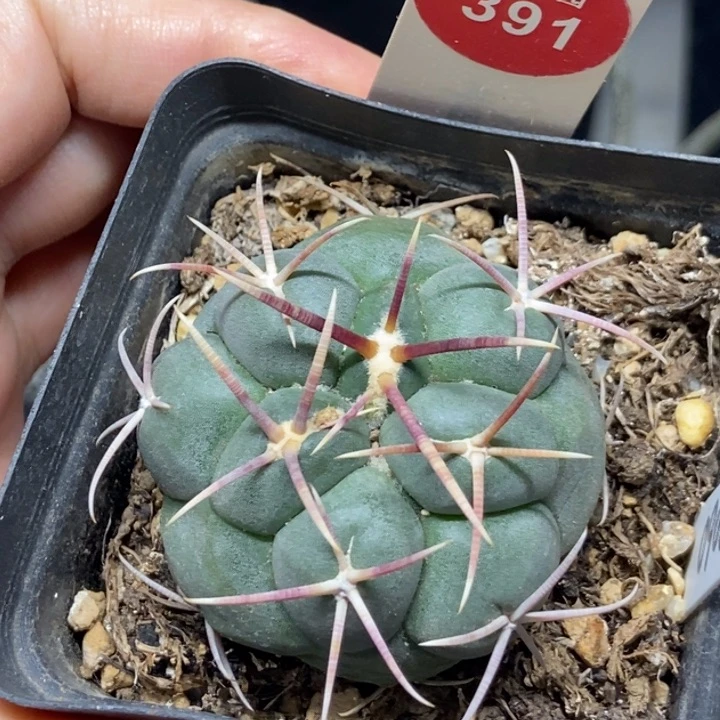 实生泰刺高木绯冠龙4.4cm