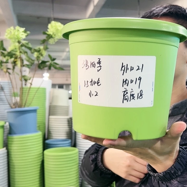 特价3号四季口21高18果绿带托10只