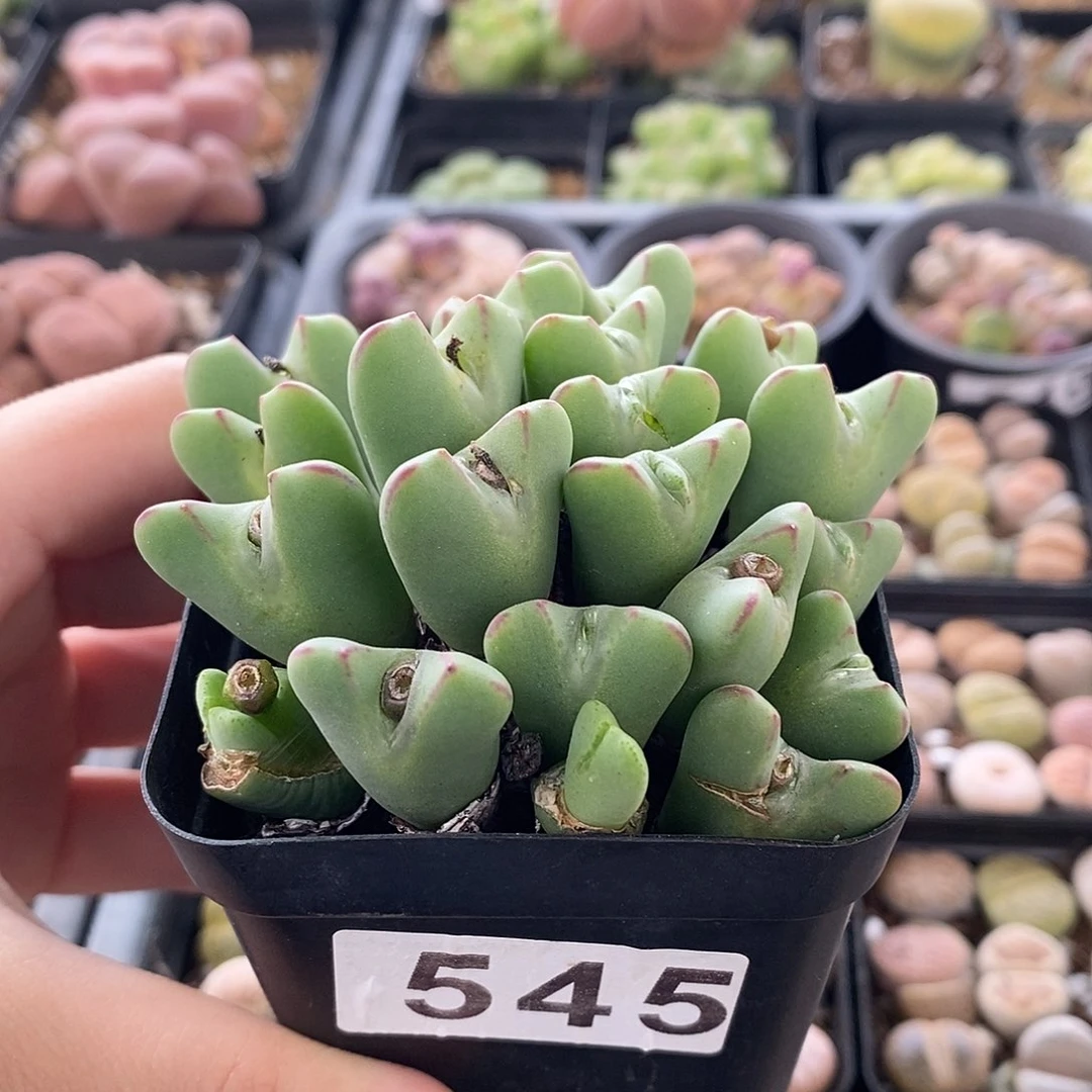 少将群 带盆土 545