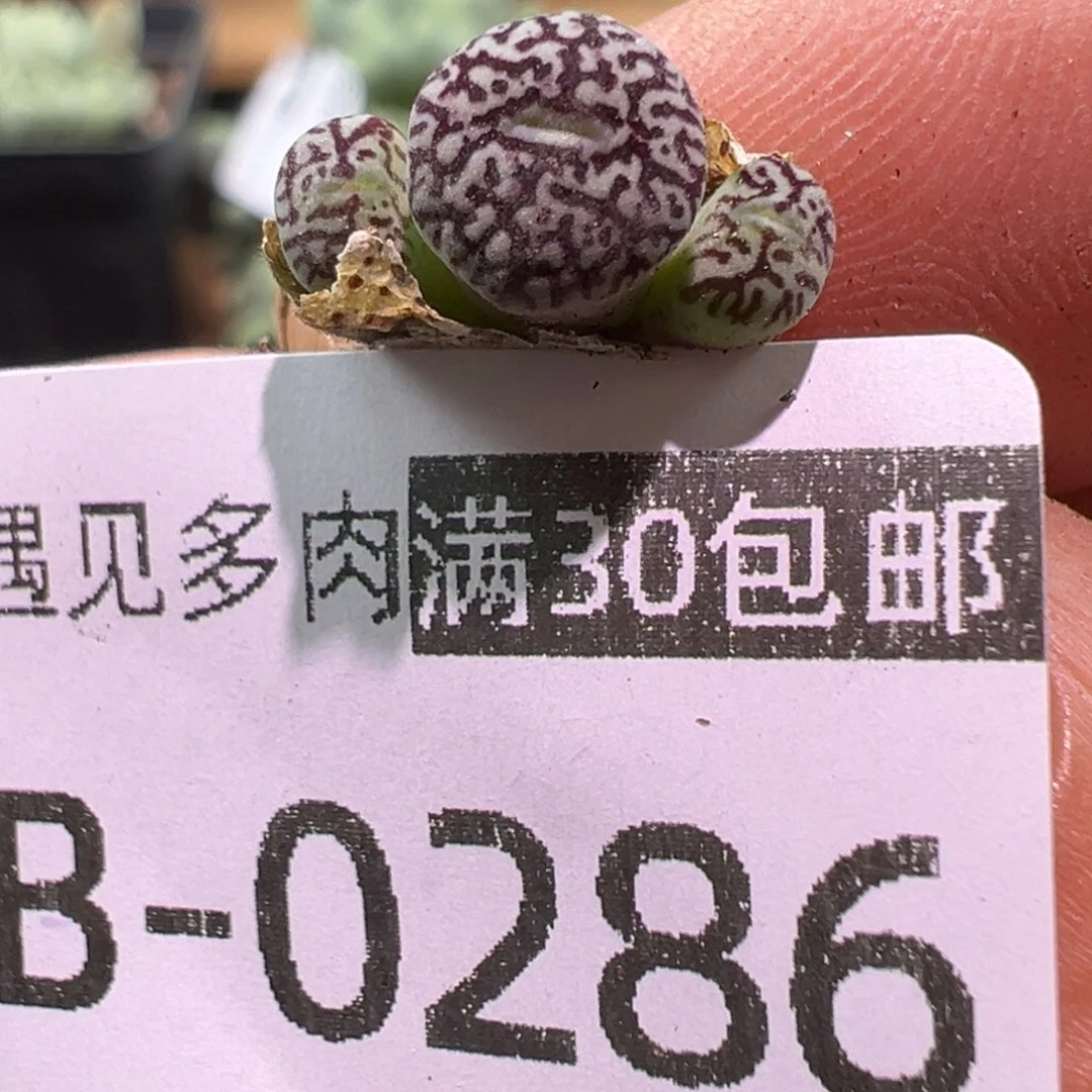 多肉植物111111111111