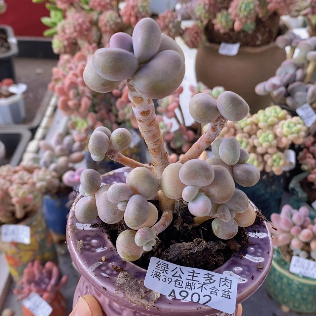 腰子桃蛋8cm902多肉植物