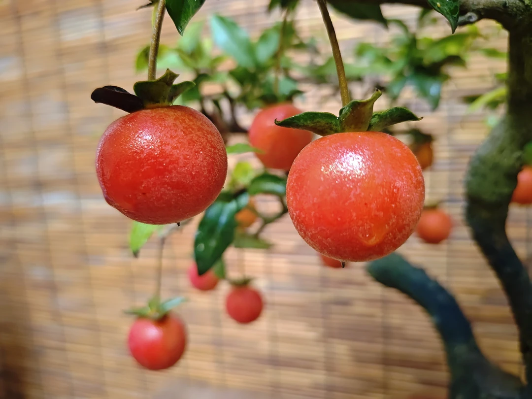 灌木金弹子盆景混合籽籽