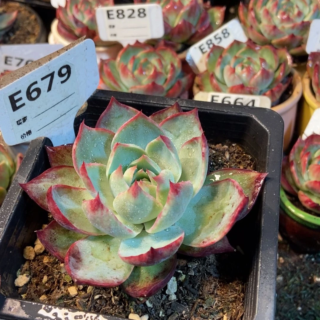 惊鸿一瞥679号楼多肉