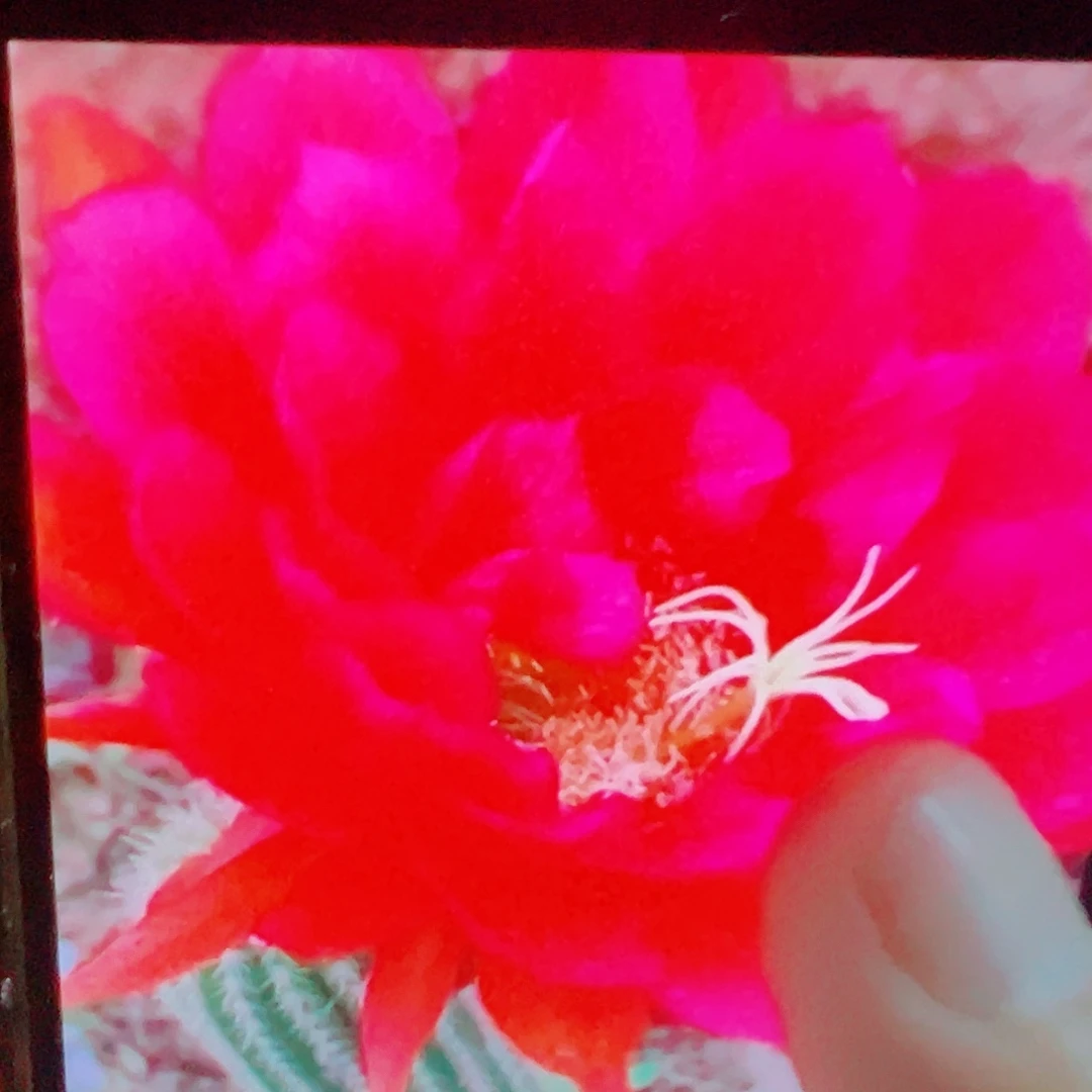 毛花柱 捣蛋鬼 侧芽 满 20包邮