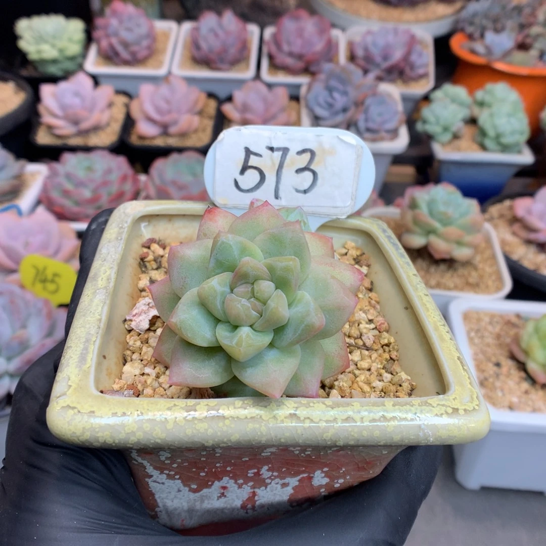 婷****573 冰玉石化多肉