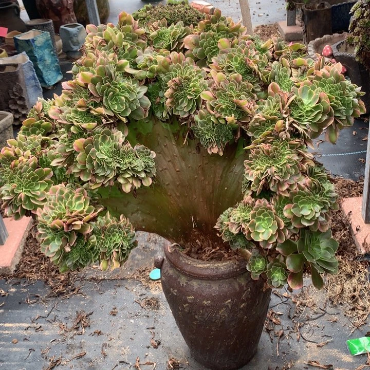 香妃缀化脱土发货