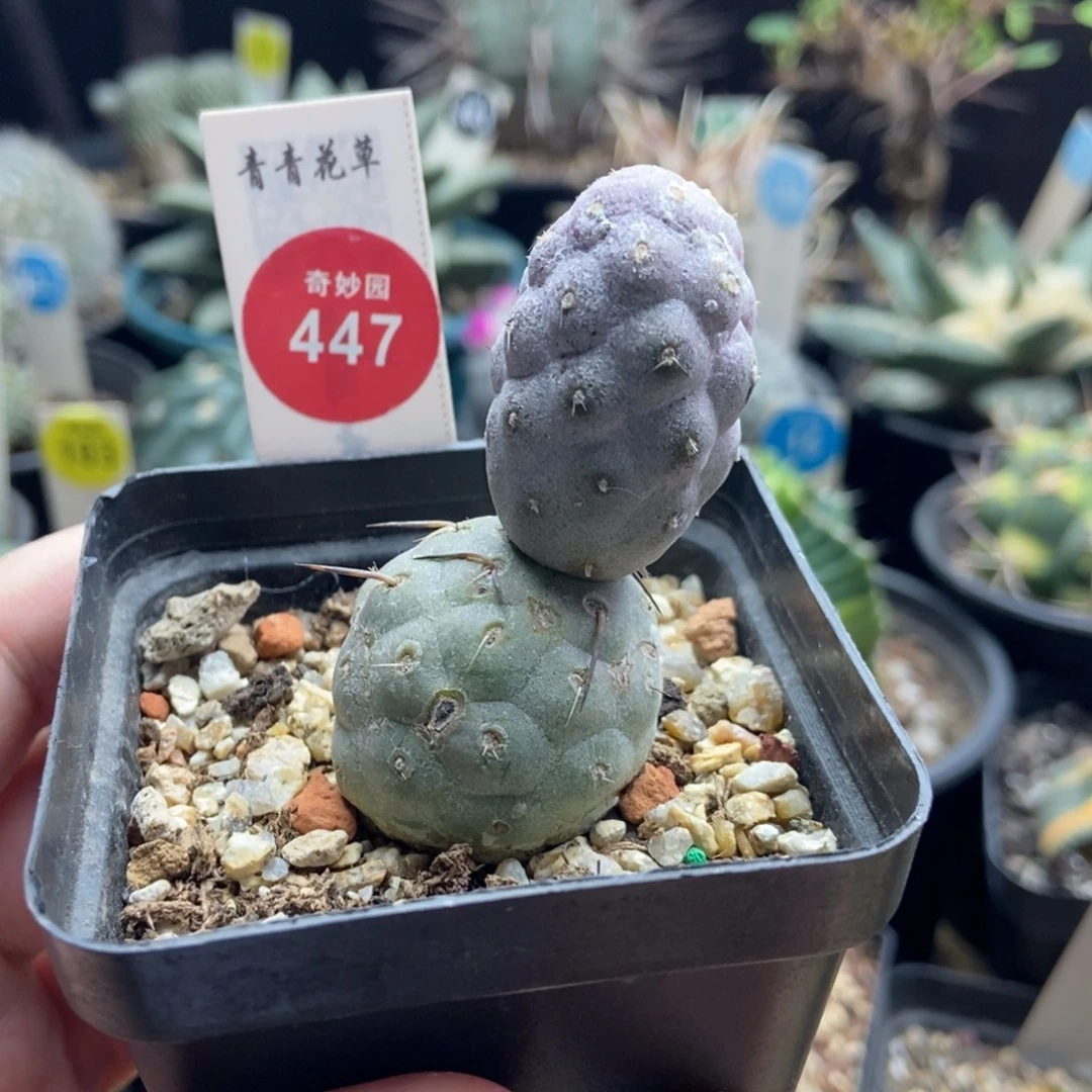 自根双头习志野一棵仙人球