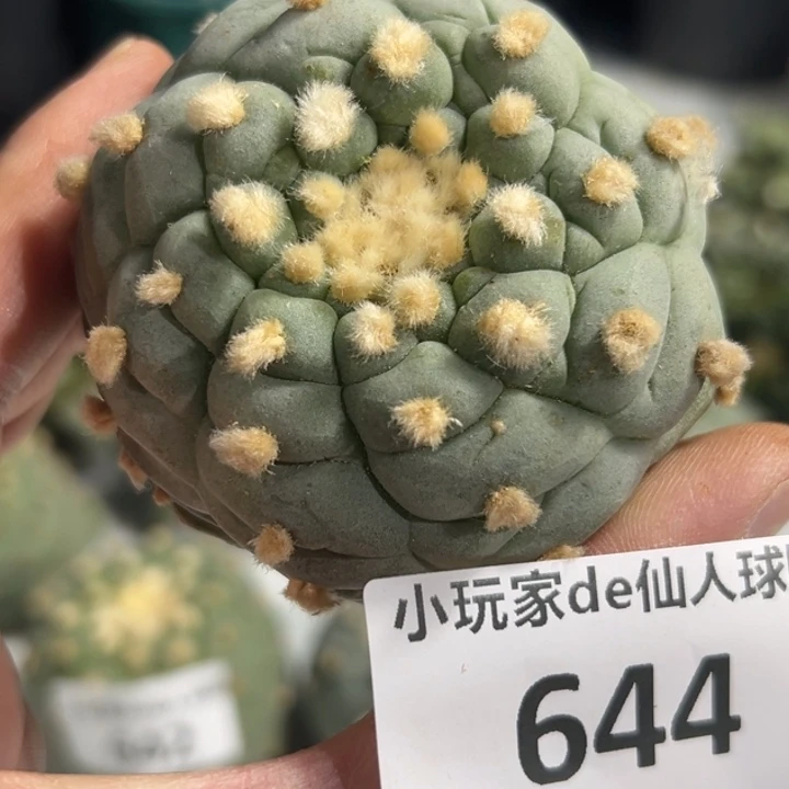 644可发货可帮发根