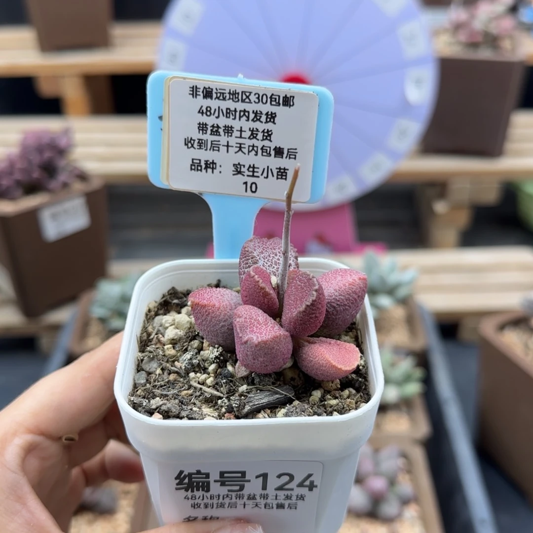 124赛猪肝多肉植物