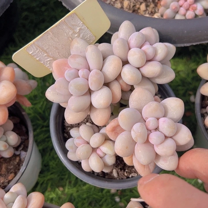 健健康康平平安安