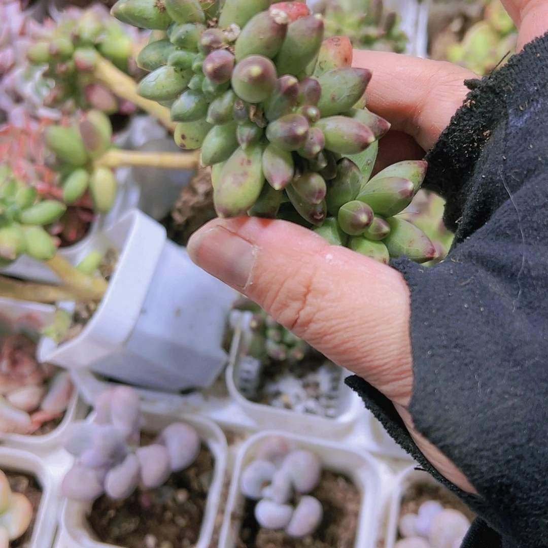 老桩千代缀化19包邮