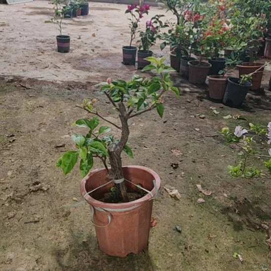 当前无花栽培后可以开花1568漳红樱