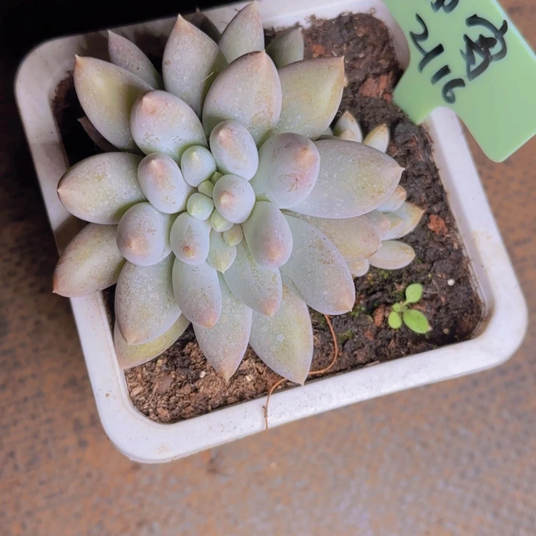 ?*静寄养1111111111111