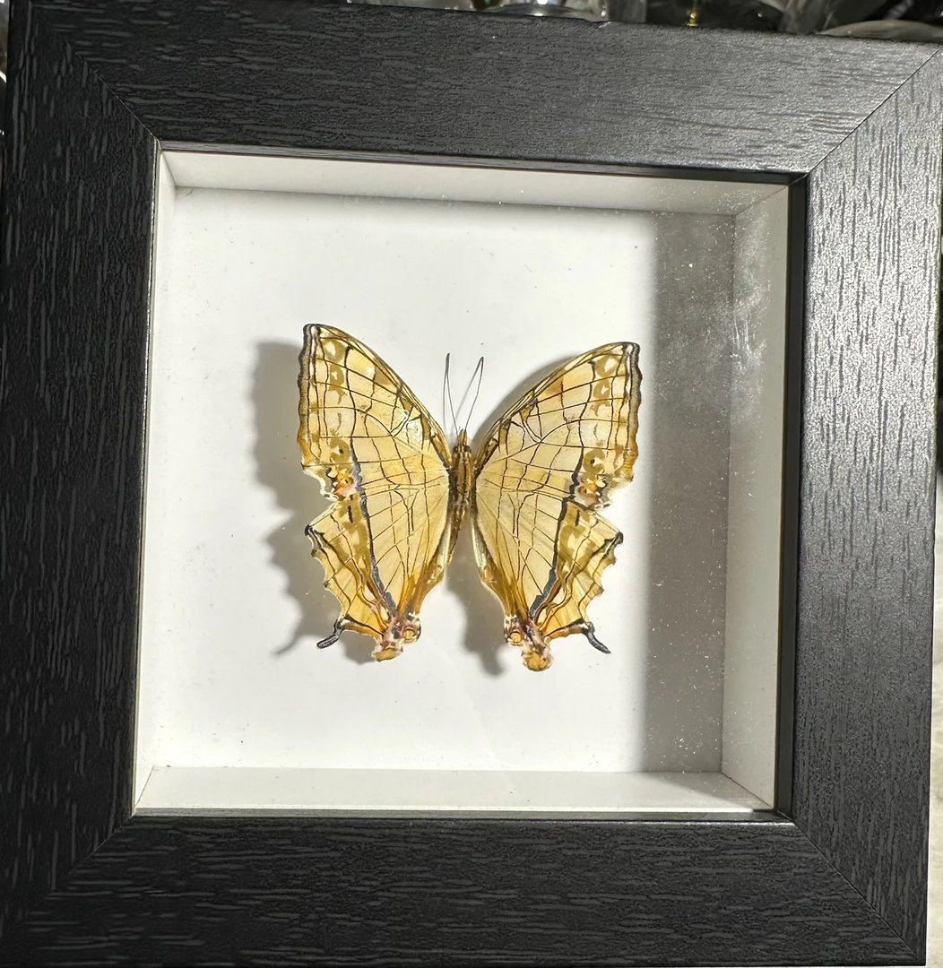 精美小相框网丝蛱蝶真实蝴蝶标本