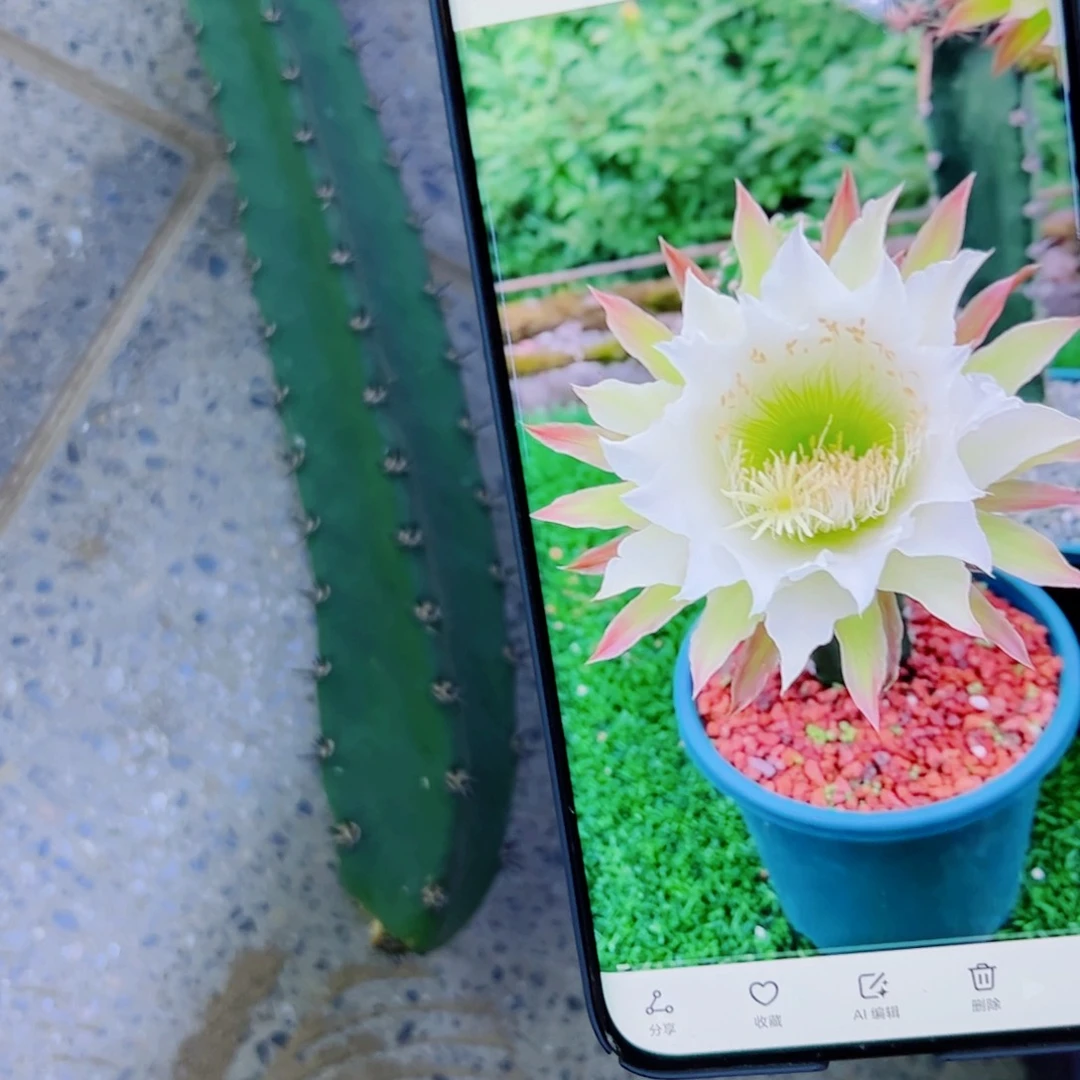 下12黑刺斑点歪无根侧芽25公分左右20包邮