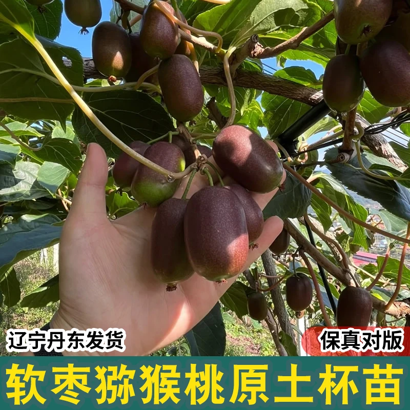 软枣猕猴桃苗果树苗盆栽圆枣狗枣子四季南北方圆枣子丹东蓝莓树苗
