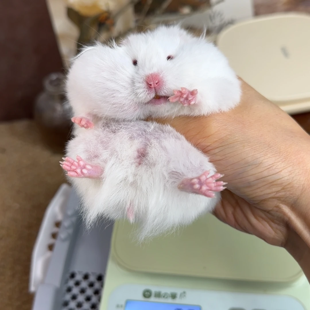 象牙白妹妹9.03生日