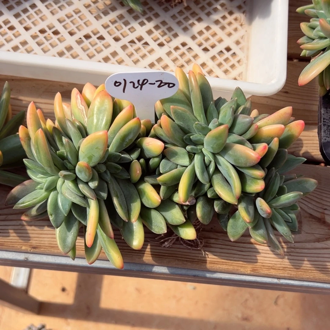 倩***肝0124-20海洋之歌缀化