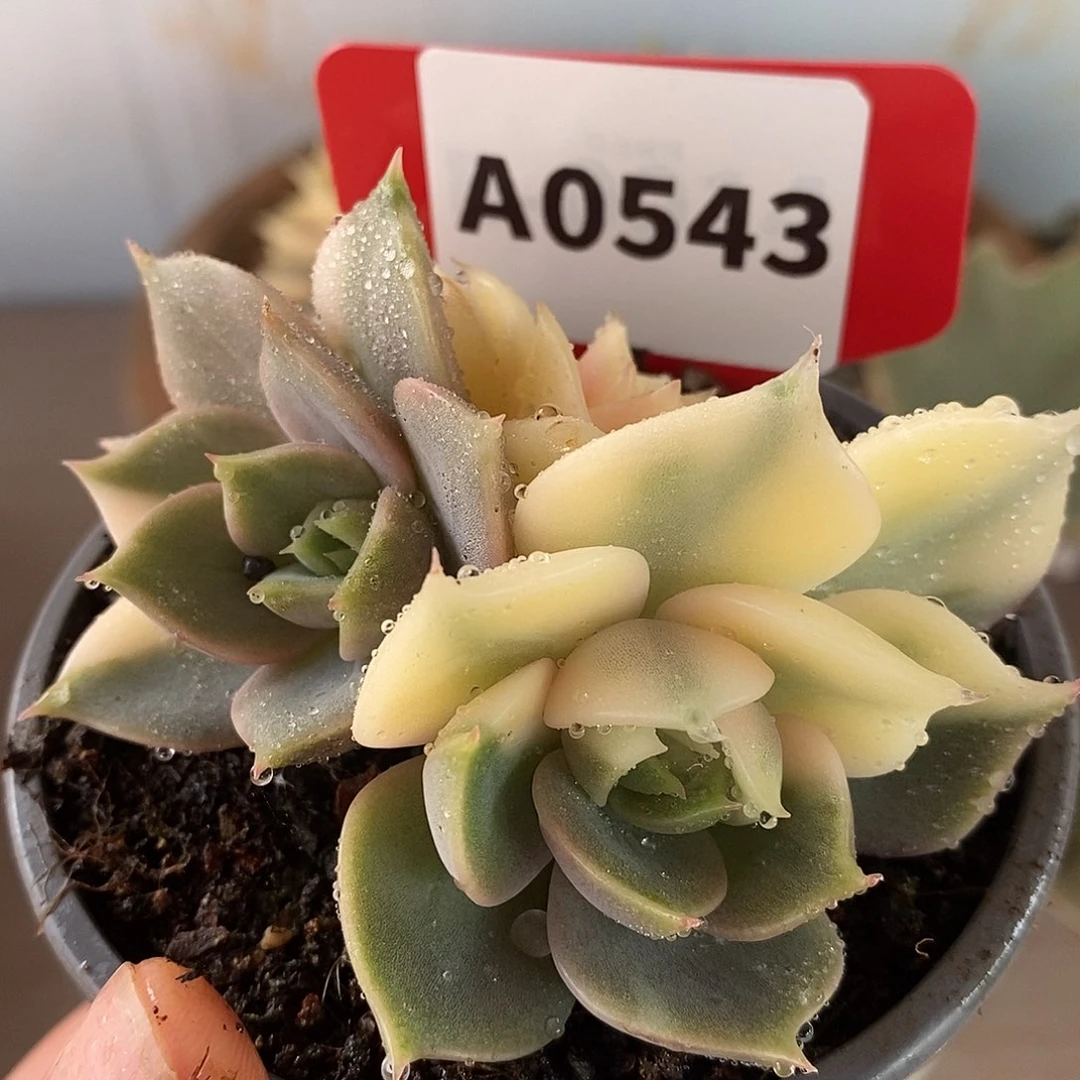 永***爱543补差价哈哈哈哈哈哈哈