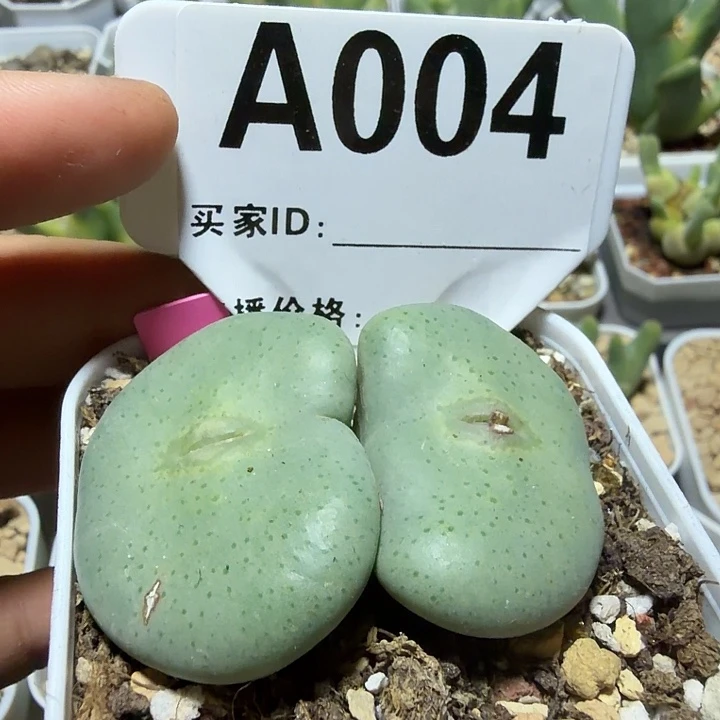 *****004。多肉植物的生长发育和