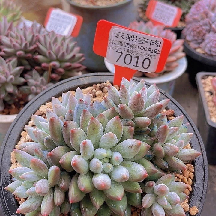 7010所罗门。