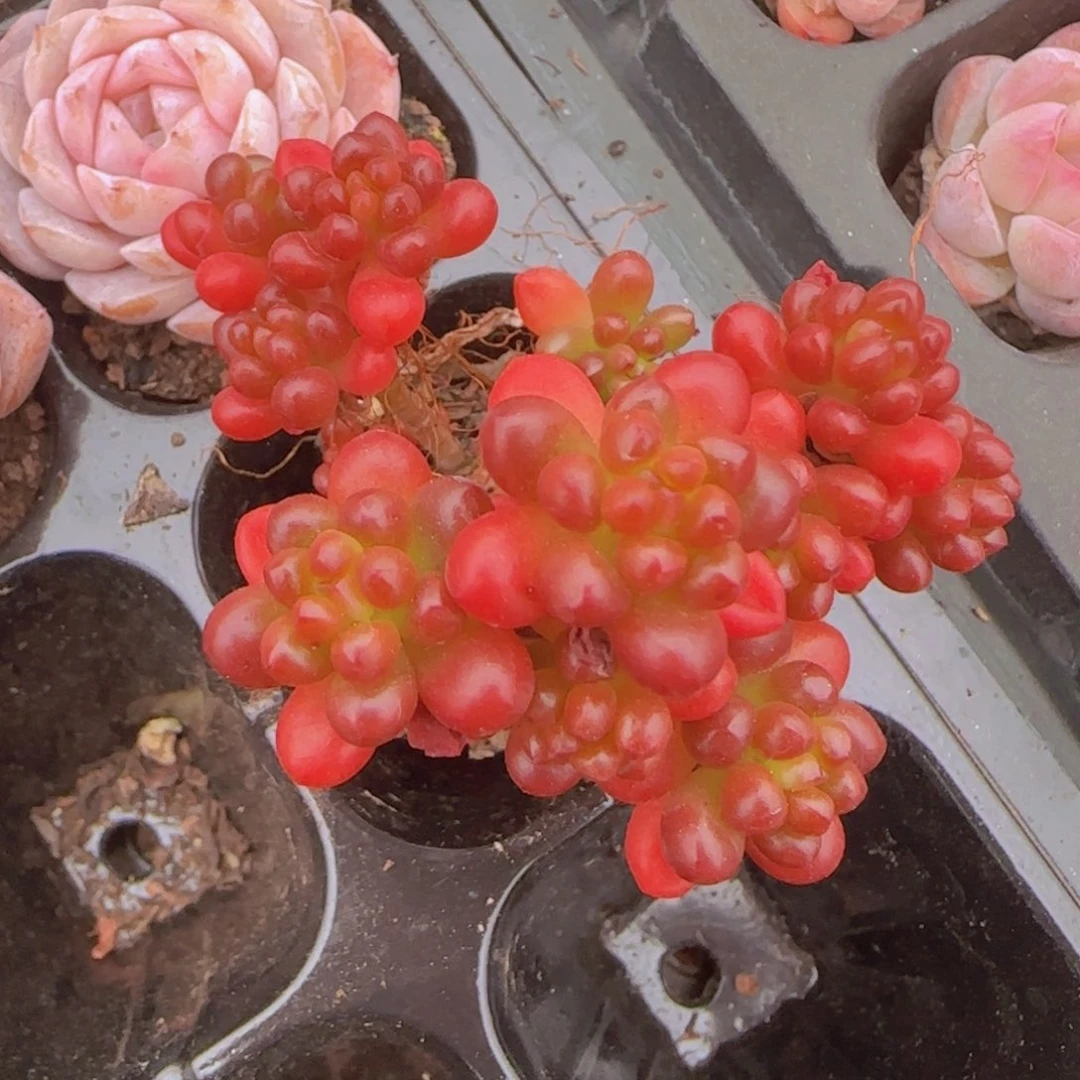 浆果一颗多肉植物