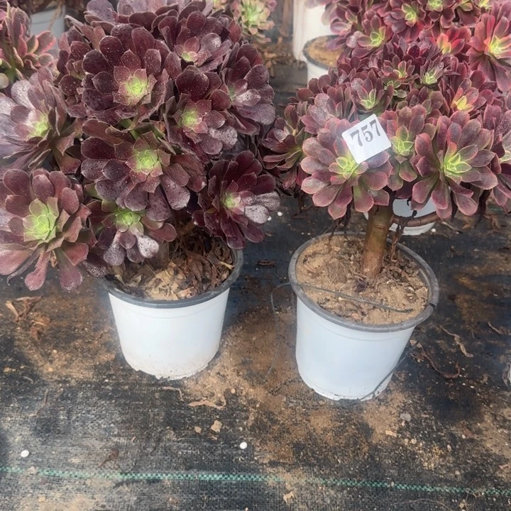 757欧紫➕金丝雀包邮。