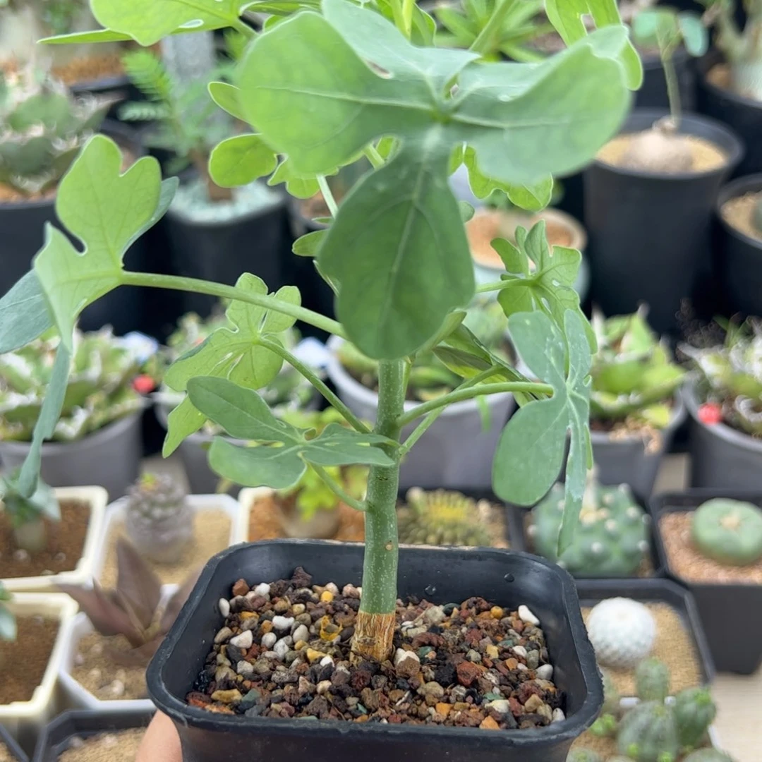 A***n幻蝶曼扦插一物一拍带盆发