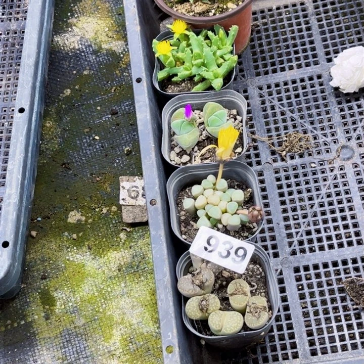 939 肉缀一物一图如图