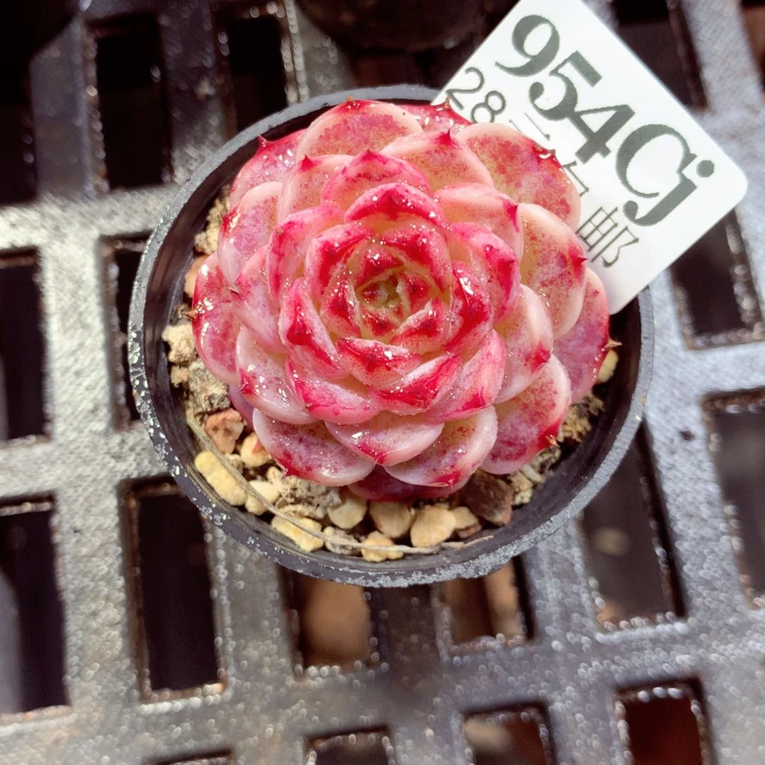 5厘米盆精控多肉954