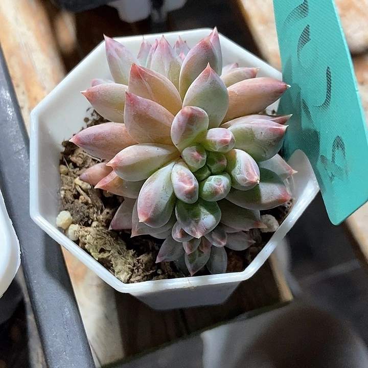 莓*汽多肉植物7028多肉